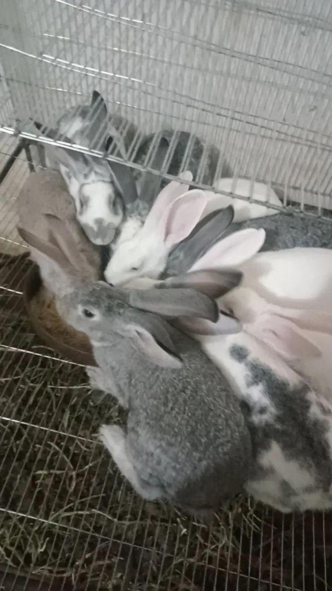 【便民二手】大悟闲置洗衣机烤箱麻将机三轮车梳妆台等物雷火电竞品低价处理！(图4)